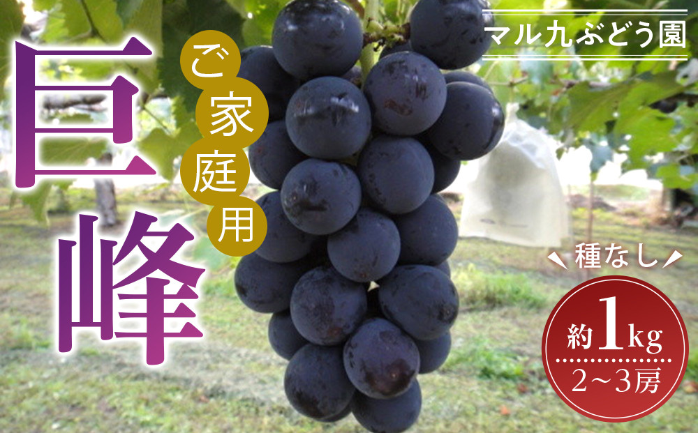 【先行予約】【訳あり・数量限定】 巨峰（種なし）約1kg 〔2025年8月上旬より順次発送〕 232238_CR03-PR