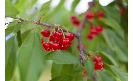 
                  【2026年発送】さくらんぼ　紅秀峰　秀L-2L　200ｇ×8　バラ詰め
                