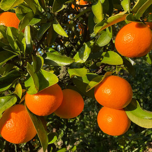 【先行予約】ブラッドオレンジ　タロッコ 5kg 【2月中旬～3月中旬発送】 柑橘 果物 フルーツ オレンジ みかん 松山市 愛媛県 【TF003_x】