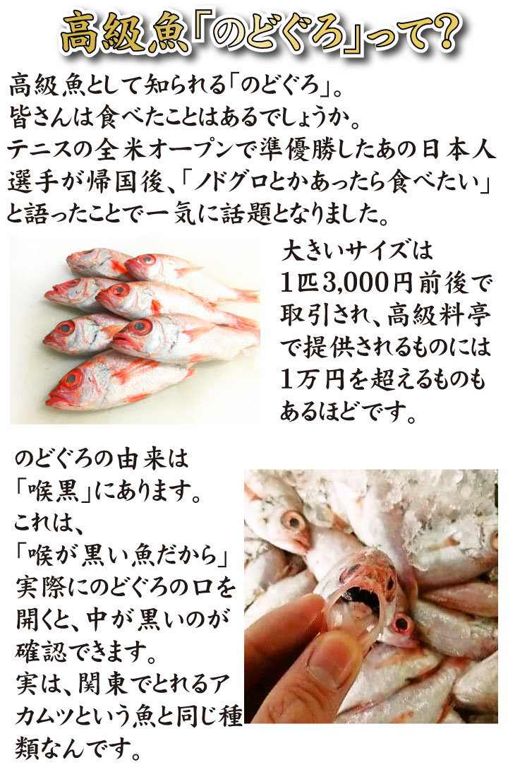 【7営業日以内発送】 のどぐろ開き干し 6枚 詰め のどぐろ 下関産高級魚 ノドグロ のどぐろ開き のどぐろ開き干し のどぐろ干物 のどぐろ一夜干し アカムツ 高級魚 脂のり 国産 干物セット 海鮮 