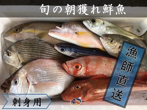 
旬の朝獲れ鮮魚（刺身用）漁師おすすめセット【以布利定置網　漁師直送】朝獲れ 旬 さしみ お刺身 鮮魚 魚介 海鮮 魚 さかな せんぎょ 鮮魚セット 詰め合わせ おまかせ お任せ【S00822】
