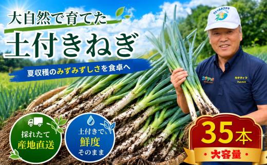 大自然で育てた 長ねぎ 土付き 35本 家庭用 訳あり 産地直送 ねぎ 長ネギ 長葱 白ねぎ 白ネギ 白葱 ネギ 葱 野菜 採れたて 旬野菜 季節の野菜 薬味 焼きネギ BBQ チャーハン岩手県 一関市
