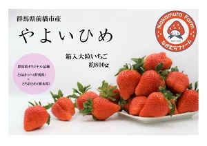 【2026年 先行予約】群馬県前橋市産いちご　『やよいひめ』　約800g【2023年群馬県いちご品評会入賞！】