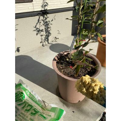 ふるさと納税 朝来市 乳酸菌の力で植物を元気に!三大の力 竹パウダー(竹粉)土壌改良剤5kg×2袋 |  | 03