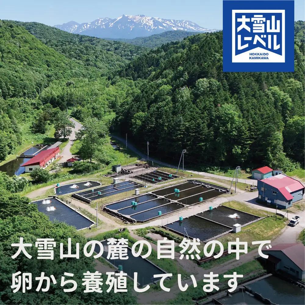北海道大雪サーモン刺身用900g（約150g×6個程度）| サーモン