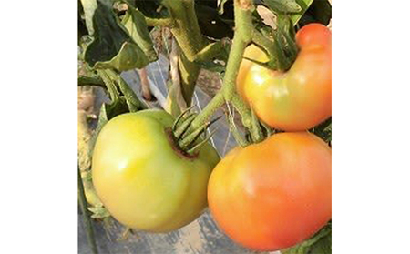 南会津の100％トマトジュースセット（秋とまと  無塩・無添加） 果汁飲料 野菜飲料 