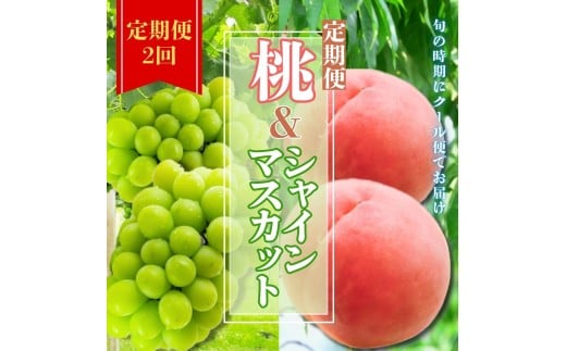 【2026年発送★先行予約】定期便2回！旬の時期にクール便でお届け 桃とシャインマスカットの定期便 各1kg　ふるさと納税 人気 おすすめ もも 桃 シャインマスカット 定期便  人気 期間限定 フルーツ ギフト 贈り物 旬 山梨県 笛吹市 送料無料 226-003