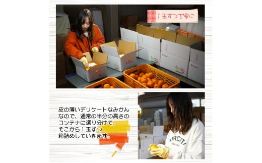 【ふるさと納税】有田 みかん 「木箱姫」 / 温州みかん 有田みかん 甘い 和歌山 柑橘 ※2026年11月上旬～翌年2月中旬頃に順次発送予定 【tkf004-p-32】