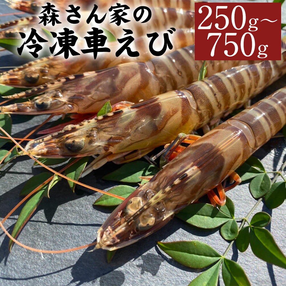 【ふるさと納税】森さん家の冷凍車えび 活き〆冷凍車海老 250g～750g（約8～45尾） 選べる内容量 海老 エビ 車エビ 車海老 刺身 新鮮 海鮮 魚介 養殖 上天草市 熊本県 国産 九州産 冷凍 送料無料 【2027年3月下旬まで発送予定】