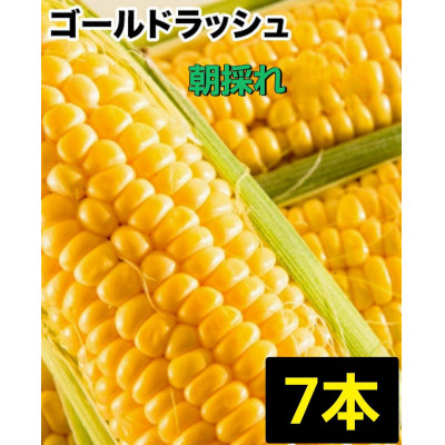 
＜7本＞朝採れ!新鮮とうもろこし「ゴールドラッシュ」【1487254】
