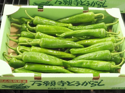 【 期間限定 9月23日まで受付 】万願寺とうがらし 1kg A品(秀品) 京野菜 とうがらし 国産 新鮮 旬野菜 旬 美味しい おいしい ブランド 京都府 期間限定 野菜 京都 万願寺唐辛子 ふるさ