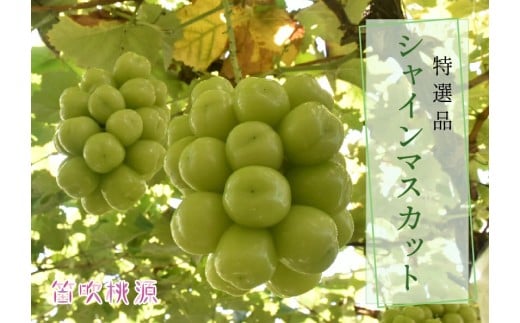 【2026年発送★先行予約】 贅沢！特選シャインマスカット1.8kg（笛吹桃源） 157-008-26y