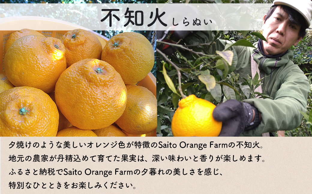 【先行予約】【お試し!】Saito Orange Farmの不知火4kg(2026年2月下旬頃より順次発送) IKTAQ014