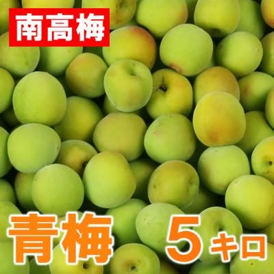 ふるさと納税 杵築市 ひらそ農園の青梅 (南高梅)　約5kg
