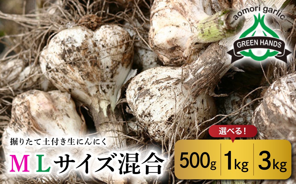 
                  【選べる数量】【2026年6月下旬発送開始】掘りたて 生 にんにく 青森県産 Ｍ Ｌ サイズ混合【500ｇ １kg ３kg】　（土つき）【 ガーリック ニンニク 大蒜 五所川原 生にんにく 】
                