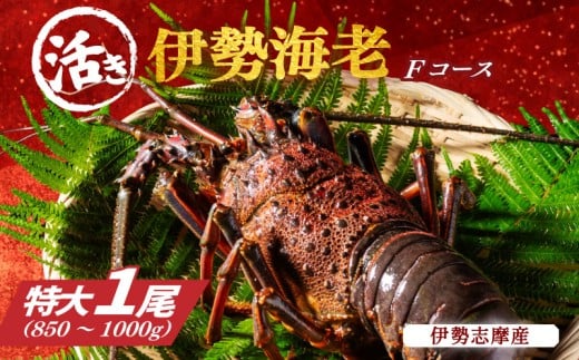 特大 活き 伊勢海老 F コース 1尾 850～1000g 山金商店 伊勢えび エビ 高級 グルメ 焼き物 汁物 海鮮 特産 海の幸 魚介 海老 伊勢志摩