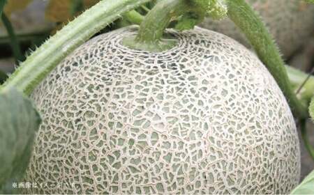 【フルーツ2回定期便】 アンデスメロン 5kg + 梨 5kg 【2026年5月上旬~10月上旬迄順次発送予定】 メロン なし ナシ 和梨 果物 果実 フルーツ 定期便 九州 熊本県 あさぎり町 冷蔵