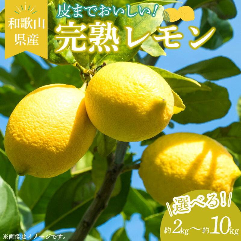 【ふるさと納税】【2026年先行予約】 完熟 レモン 選べる 内容量 約 2kg ～ 10kg 皮まで使用可能 栽培期間中農薬不使用 熟成 香り高い ジューシー 国産 柑橘 フルーツ 果物 果実 お菓子 タルト シロップ ジャム お酒 レモンサワー 果汁 お取り寄せ 和歌山県 湯浅町 送料無料