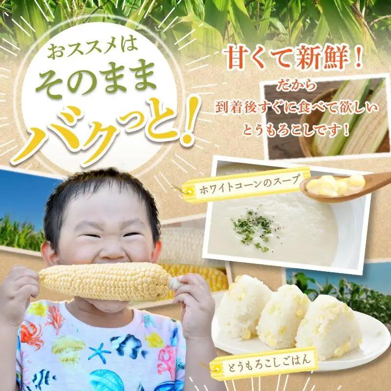 上品な甘さ 瀬戸内 ホワイトコーン 約2.5kg【2027-6月中旬～2027-7月中旬配送】| コーン