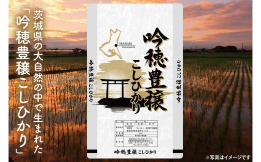 【6ヵ月定期便】＜令和8年産 ＞新米吟穂豊穣こしひかり 30kg（1袋）×6ヵ月（茨城県産）精米 コシヒカリ こしひかり 米 ごはん コメ お米 白米 国産 茨城県産
