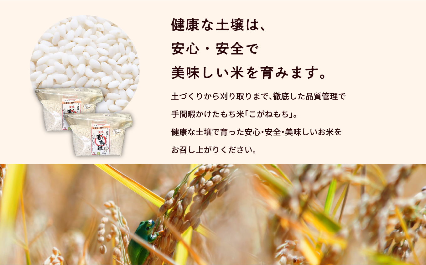 菊姫米　高級ブランドもち米こがねもち使用　もち米1kg×2袋【ADATARAふぁーむ】