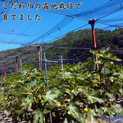 ふるさと納税 奈半利町 冷凍いちじく(約500g)　116021 |  | 02