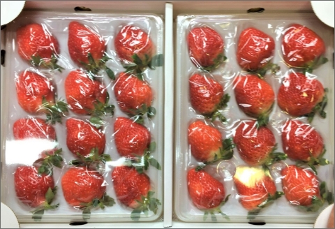 厳選大粒いちご～恋みのり＆さがほのか～食べ比べセット2P【1月発送】【B5-021】