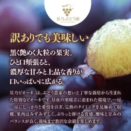 【訳あり】星乃ピオーネ 3房～5房(2kg以上)【配送不可地域：離島】【1740016】
