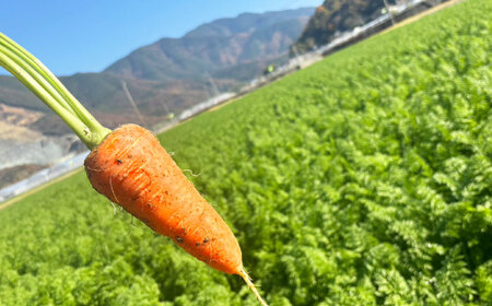 訳アリ にんじん 10kg 愛媛県大洲市/株式会社誠実村[AGER001]