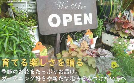 花屋が贈る季節の寄せ植え鉢 花 プレゼント 岩手県 北上市 C0230  （ パルテール )  花 観賞用 アレンジ プレゼント ギフト 誕生日 お祝い クリスマス 卒業 入学 バレンタインデー ホワ