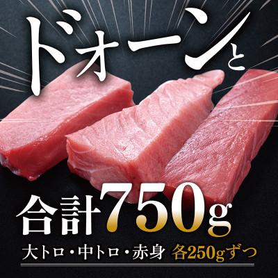ふるさと納税 越前市 絶品!本マグロ セット 大トロ 250g + 中トロ 250g + 赤身 250g(すべて柵どり) |  | 01