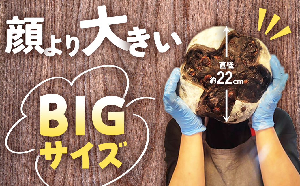 自家製天然酵母を使ったチーズカンパーニュ　【HTR-02】