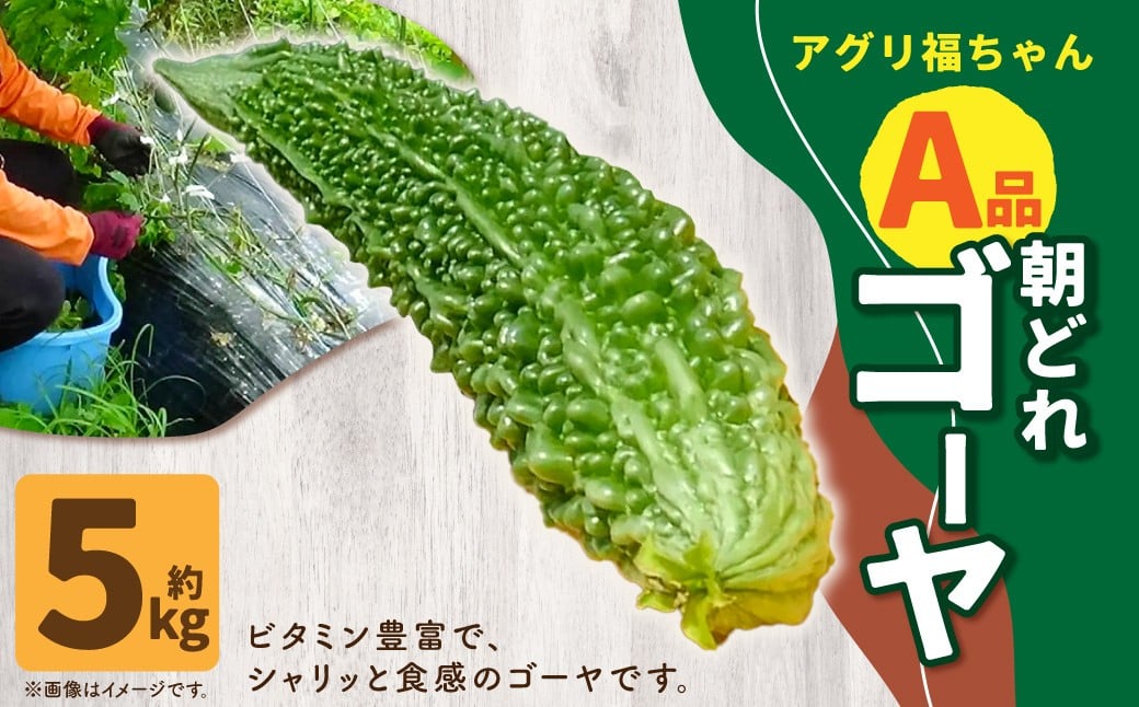 
            【鹿児島県産】【A品】 ゴーヤ 5kg ゴーヤー 朝どれ 夏野菜 【2025年7月上旬から9月下旬発送予定】 ZS-980
          