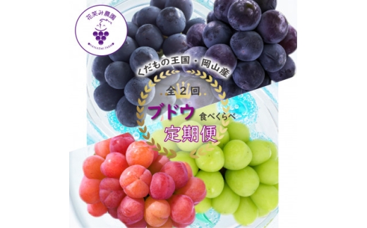＜発送月固定定期便＞岡山　花笑み農園のブドウ食べ比べ　全4種全2回【4083154】