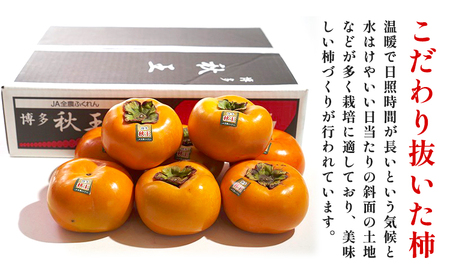 柿 秋王 約1.5kg（4-6玉） 南国フルーツ株式会社 【26年度出荷】《10月下旬-11月末頃出荷》福岡県 小竹町 福岡県産 柿 フルーツ 果物