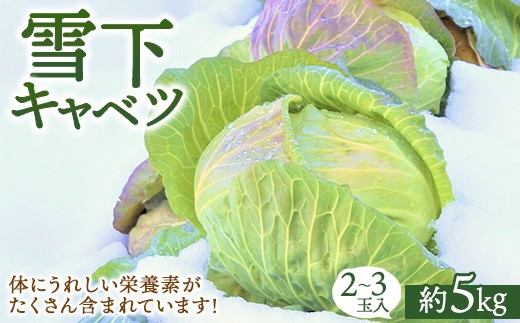 
                  【先行予約】雪下キャベツ（2～3玉入/1箱 約5kg） | ブランド野菜 甘み 旨み 産地直送 福島県 猪苗代町 寄附額 10000 10000円 1万円 以下 以内 ※2027年1月～発送
                