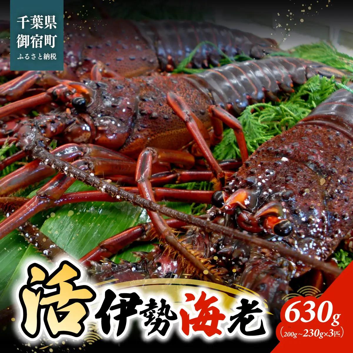 E106 活伊勢海老６３０ｇ（１８０～２３０ｇ×３匹）ONJB024