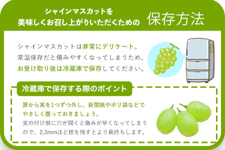 シャインマスカット 約1kg （1房～3房） フルーツ 果物 新鮮 《8月上旬-9月下旬頃出荷》熊本県 荒尾市産 目野果実直売所 美味しいシャインマスカット 旬のシャインマスカット ジューシーシャイン
