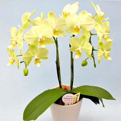 【ふるさと納税】 ミディ 胡蝶蘭 鉢植え イエロー カーリー 2本立 お花 コチョウラン 洋ラン お祝い 贈り物 生花 鉢花 ギフト 黄色