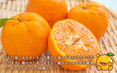 上野果樹園の吉田ポンカン 5kg ぽんかん オレンジ みかん 蜜柑 果物 くだもの フルーツ 柑橘類 甘い ジューシー お取り寄せ 大分県産 九州産 津久見市 国産