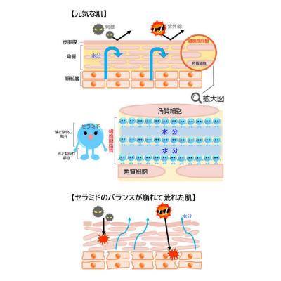 ふるさと納税 糸島市 【大人女性の為のエイジングケア】化粧水/オイル美容液 2点セット [AHJ021] |  | 03