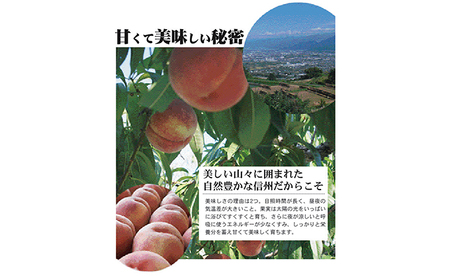 【先行予約】長野市川中島の桃農家を応援プロジェクト  2025年配送！桃6キロ以上  ※クレジット限定