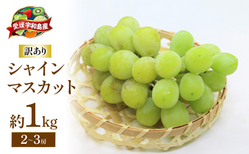 
                  訳あり シャインマスカット 1kg ( 2~3房 ) マル南フルーツ 数量限定 大粒 種無し 甘い マスカット ぶどう 葡萄 産地直送 高級 人気 果物 フルーツ 国産 愛媛 宇和島 F012-106028
                