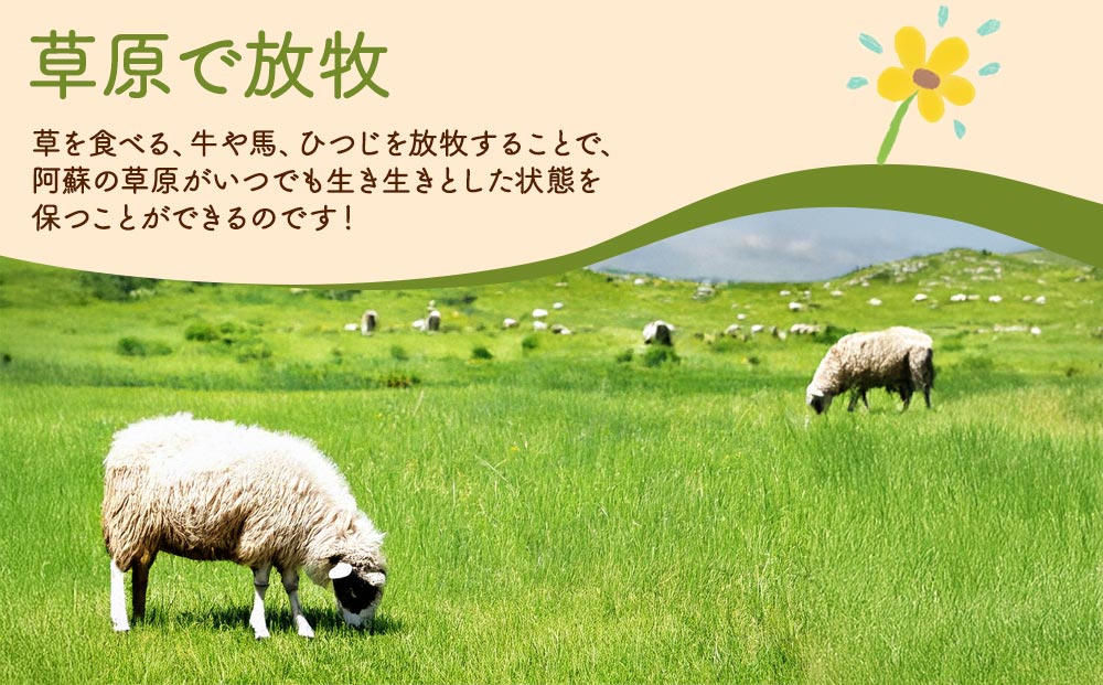 阿蘇地域で生産した貴重な国産羊肉のジンギスカン！  国産羊肉 ジンギスカン 熊本特産 晩白柚風味  羊肉レシピ 簡単調理 焼くだけ 本格ジンギスカン  熊本グルメ ご当地グルメ 特製漬け込み お取り寄