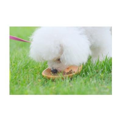 ふるさと納税 旭川市 「てとて、ぺっとのごはん」獣医と作ったえぞ鹿肉のレトルトドッグフード_01545 |  | 02