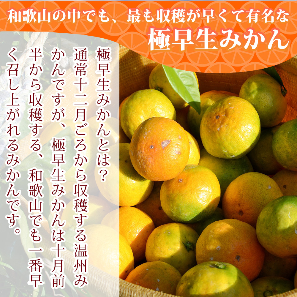 EA6041_和歌山県限定の極早生みかん 10kg (YN-26 大小混合)