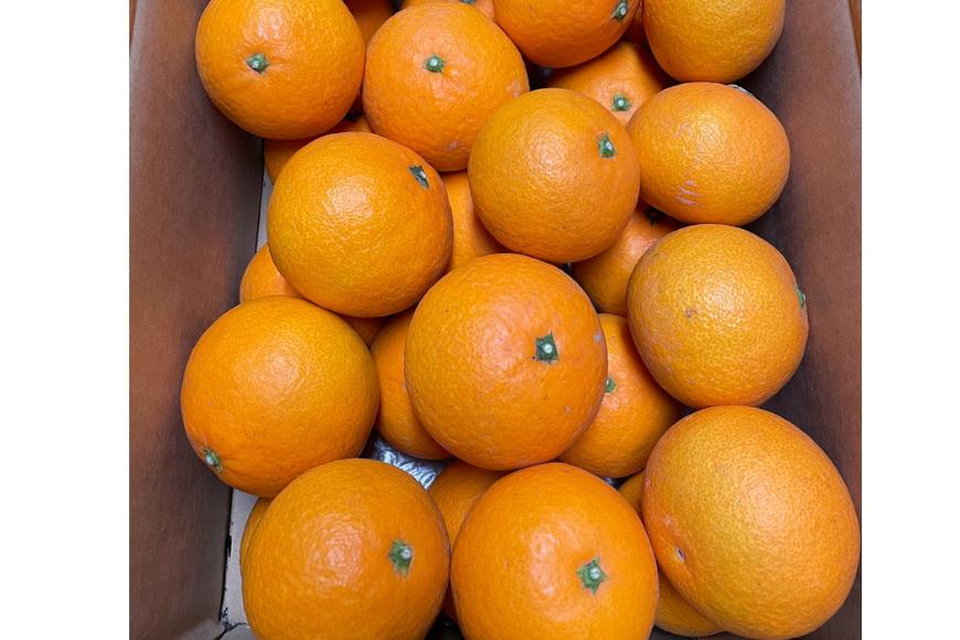saito orange farmの清見タンゴール3kg ※着日指定不可 ※離島への配送不可（2026年3月中旬頃より順次発送） IKTAQ006