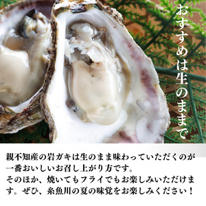 【2024年先行予約】親不知産 天然岩牡蠣(生食用) 大サイズ4個以上 2024年7月20日以降順次発送 鮮度抜群！ 水揚げ直後に発送 日本海 かき カキ 岩ガキ 親不知産 糸魚川 親不知おさかなセン