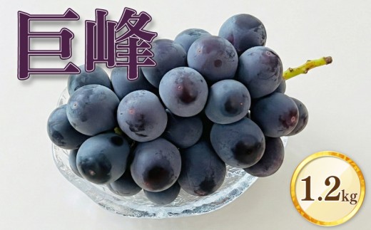 【先行予約】巨峰 300g×4パック 合計約1.2kg ぶどう ブドウ 葡萄 グレープ フルーツ 果物 果実 福岡県 柳川市 国産 2026年8月下旬～9月上旬迄発送予定【巨峰 きょほう キョホウ 葡萄 ぶどう ブドウ 数量限定 フルーツ 果物】