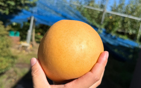 和梨 新高 自家用 約5kg 令和7年度 [三条ファームWIN] 【010S839】